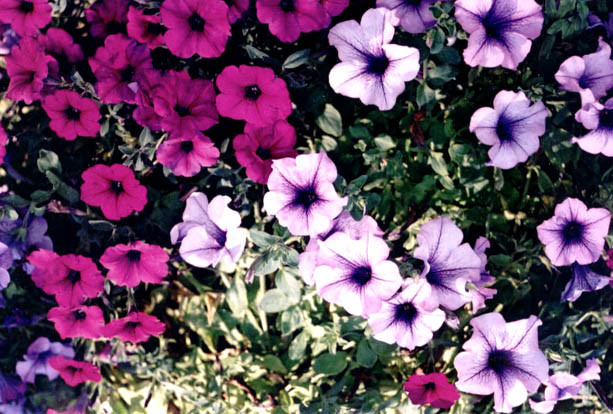 Flower Bouquet